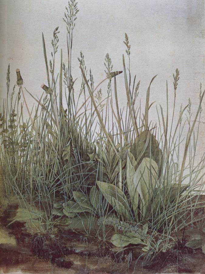 A large grass
